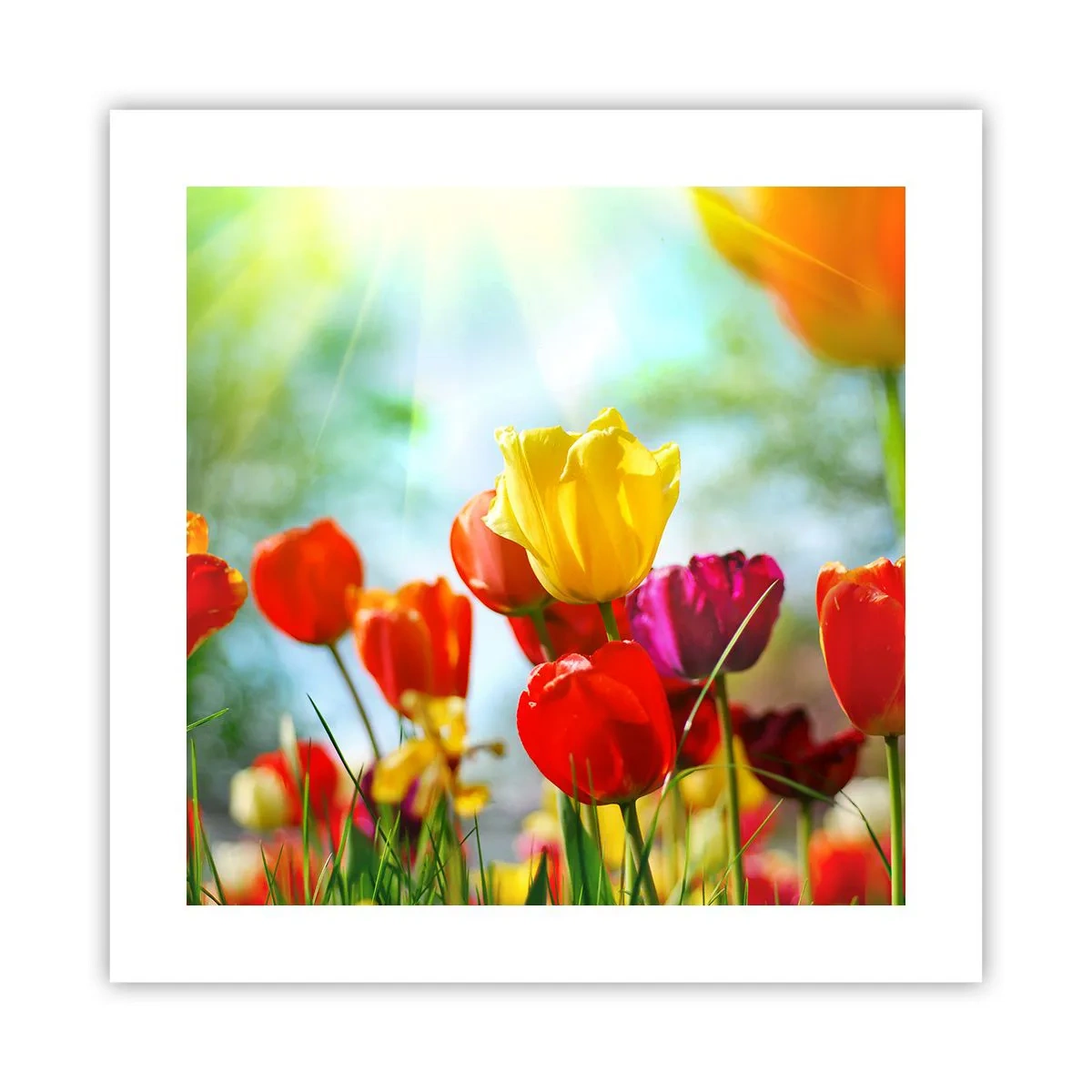 Plakat - Wszystkie barwy słońca - 40x40 cm