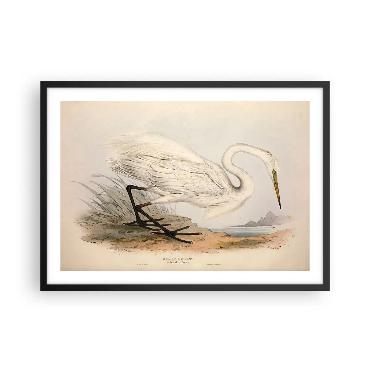 Plakat w czarnej ramie - Rysunek białej czapli na tle naturalnego krajobrazu - 70x50cm - Pani na szuwarach - Nowoczesna dekoracja ścienna do salonu i sypialni ARTTOR
