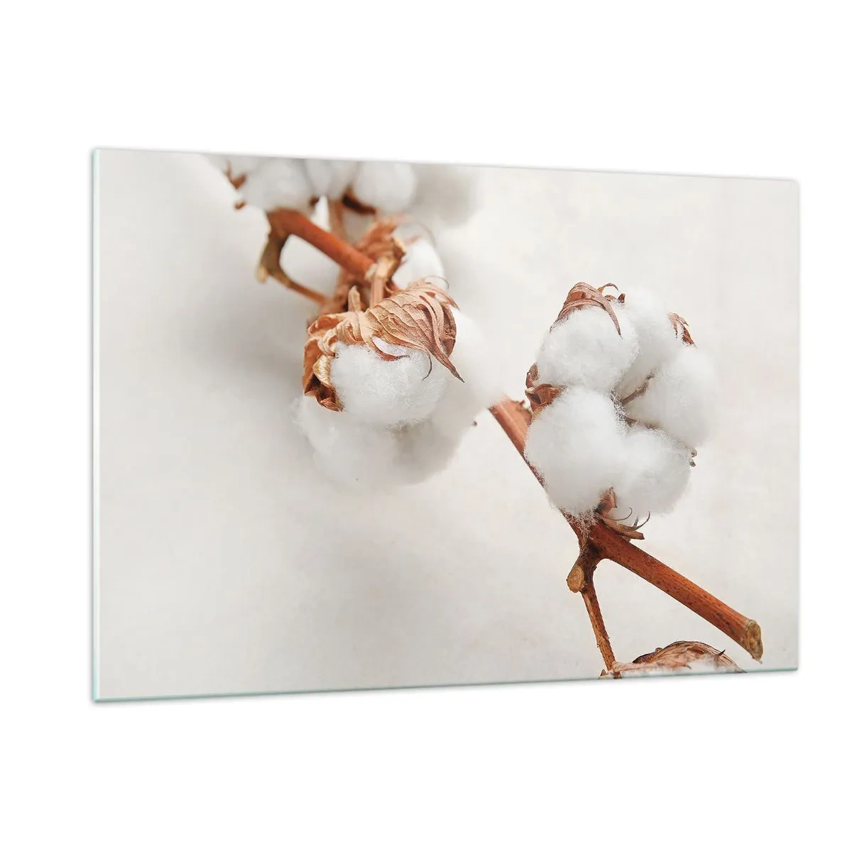 Obraz na szkle - Zbliżenie na gałązkę bawełny na jasnym tle - 120x80cm - Tylko tulić - Nowoczesna dekoracja ścienna do salonu, kuchni i sypialni ARTTOR