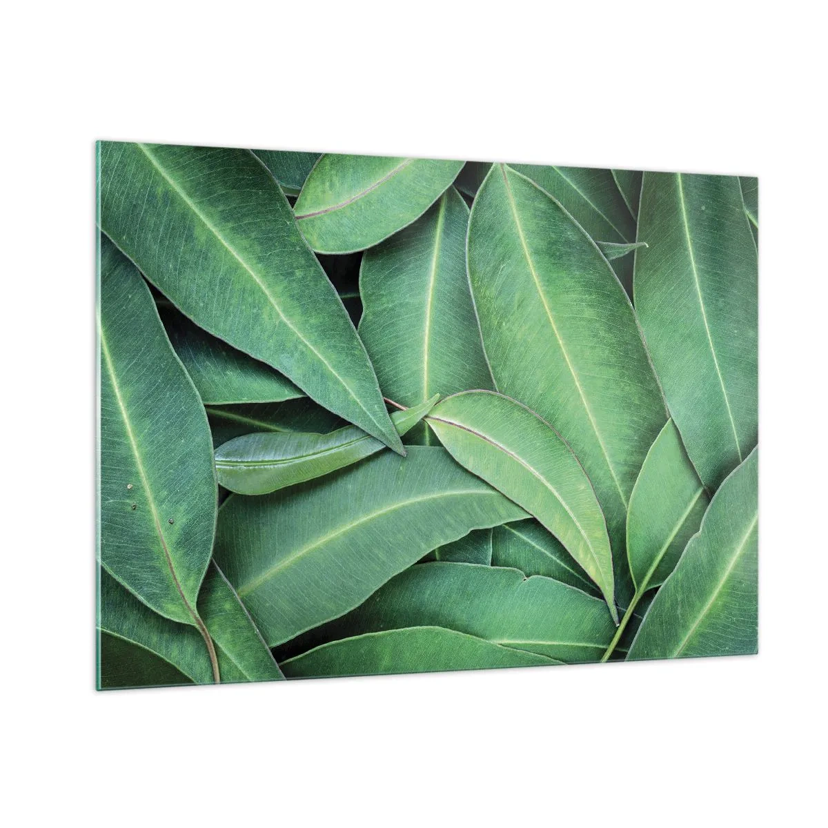Obraz na szkle - Zbliżenie zielonych liści ułożonych warstwowo - 100x70cm - Soczyste i świeże - Nowoczesna dekoracja ścienna do salonu, kuchni i sypialni ARTTOR