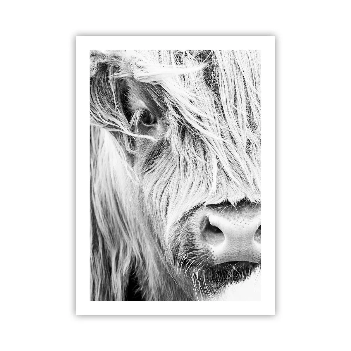 Plakat - Czarno-biały portret krowy szkockiej rasy wyżynnej w zbliżeniu - 50x70cm - Szkocka dzikość - Nowoczesna dekoracja ścienna do salonu, kuchni i sypialni ARTTOR
