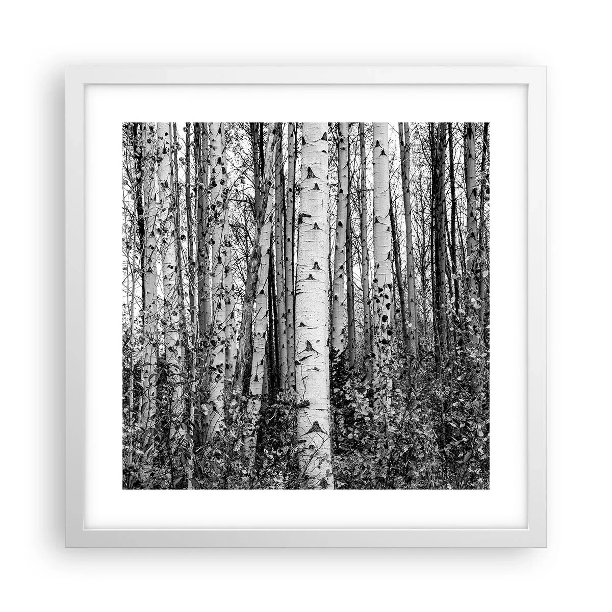 Plakat w białej ramie - Brzozowa kolumnada - 40x40 cm