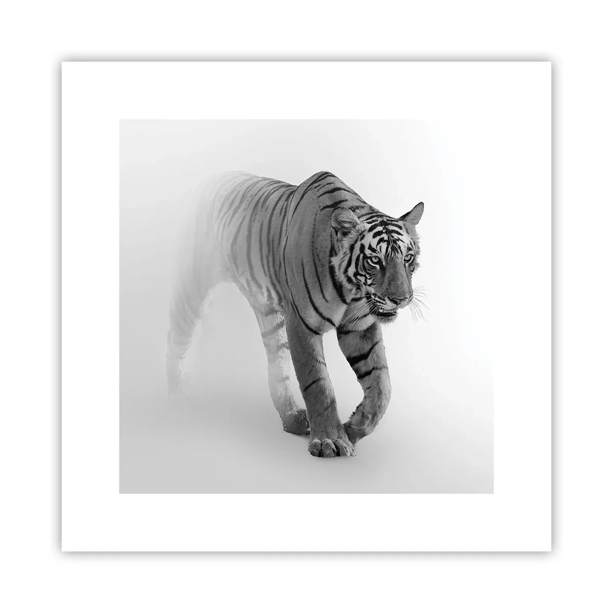 Plakat - Przyczajony we mgle - 30x30 cm