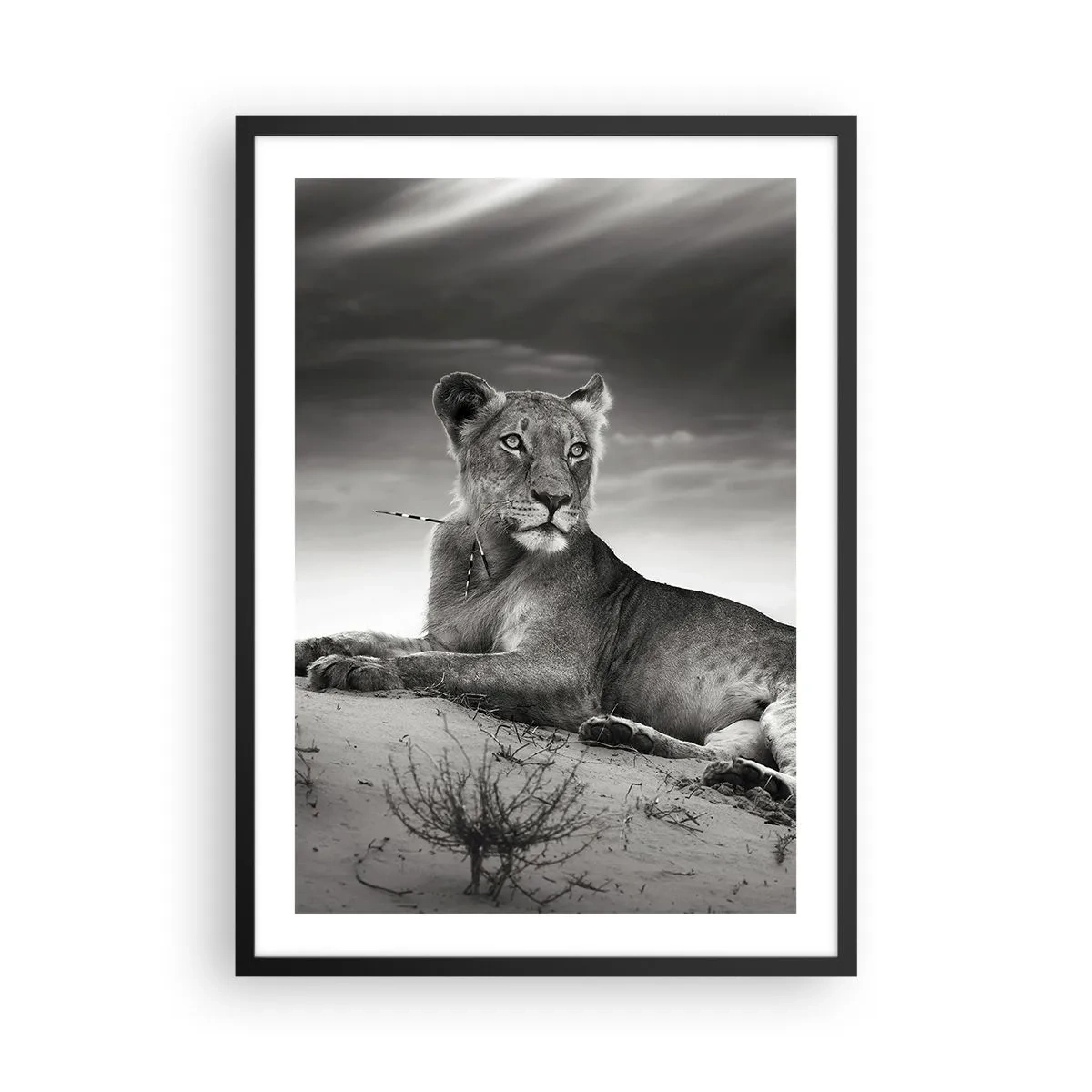 Plakat w czarnej ramie - Czarno-biały portret lwa odpoczywającego na pustyni - 50x70cm - Odpoczynek królowej pustyni - Nowoczesna dekoracja ścienna do salonu i sypialni ARTTOR