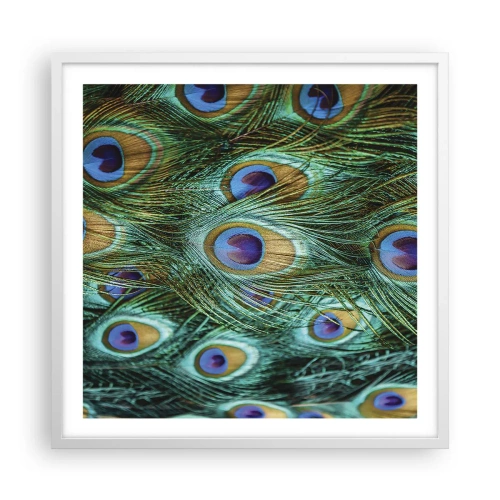 Plakat w białej ramie - Pawiookie spojrzenie - 60x60 cm