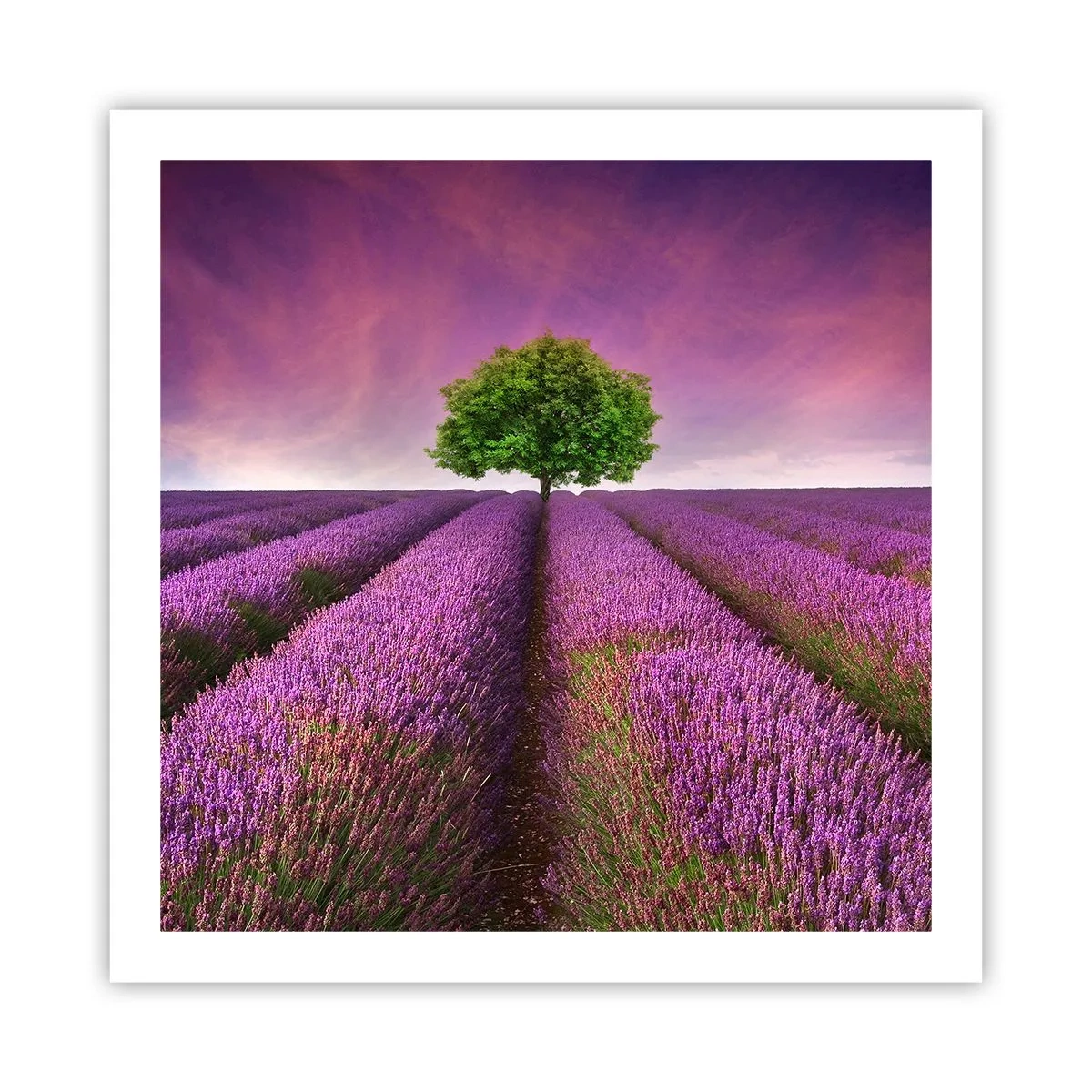 Plakat - Na lawendowych polach - 60x60 cm