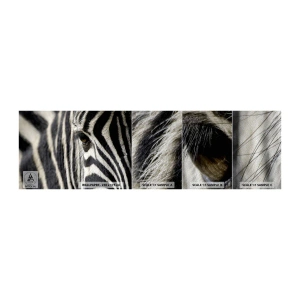 Fototapeta Próbka Premium Sand - Portret w paski - Zwierzęta, Zebra, Afryka - 100x30 cm