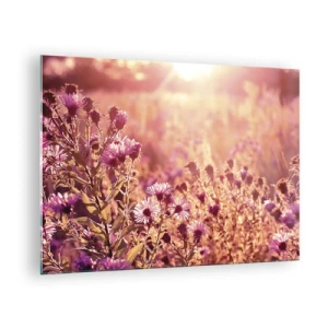 Obraz na szkle - Fioletowe kwiaty na łące w świetle zachodzącego słońca - 70x50cm - Przed odejściem lata - Nowoczesna dekoracja ścienna do salonu i sypialni ARTTOR