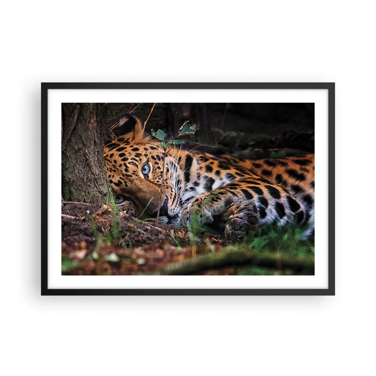 Plakat w czarnej ramie - Leżący lampart w cieniu drzew - 70x50cm - Zaufaj mi - Nowoczesna dekoracja ścienna do salonu i sypialni ARTTOR