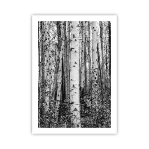 Plakat - Czarno-białe brzozy tworzące symetryczny las - 50x70cm - Brzozowa kolumnada - Nowoczesna dekoracja ścienna do salonu, kuchni i sypialni ARTTOR