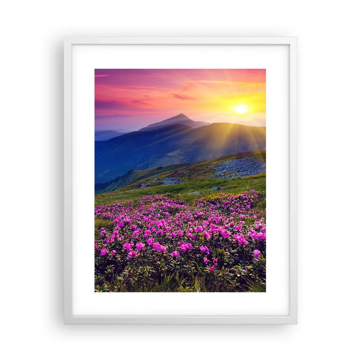 Plakat w białej ramie - … A dokoła pachnie kosodrzewina i wonieją zioła - 40x50 cm