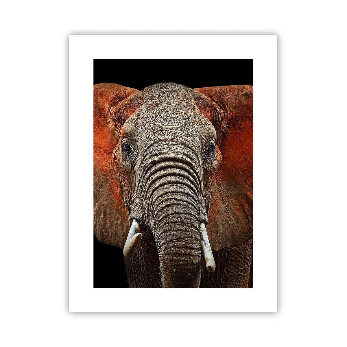 Plakat - Jestem dziki, a ty? - 30x40 cm