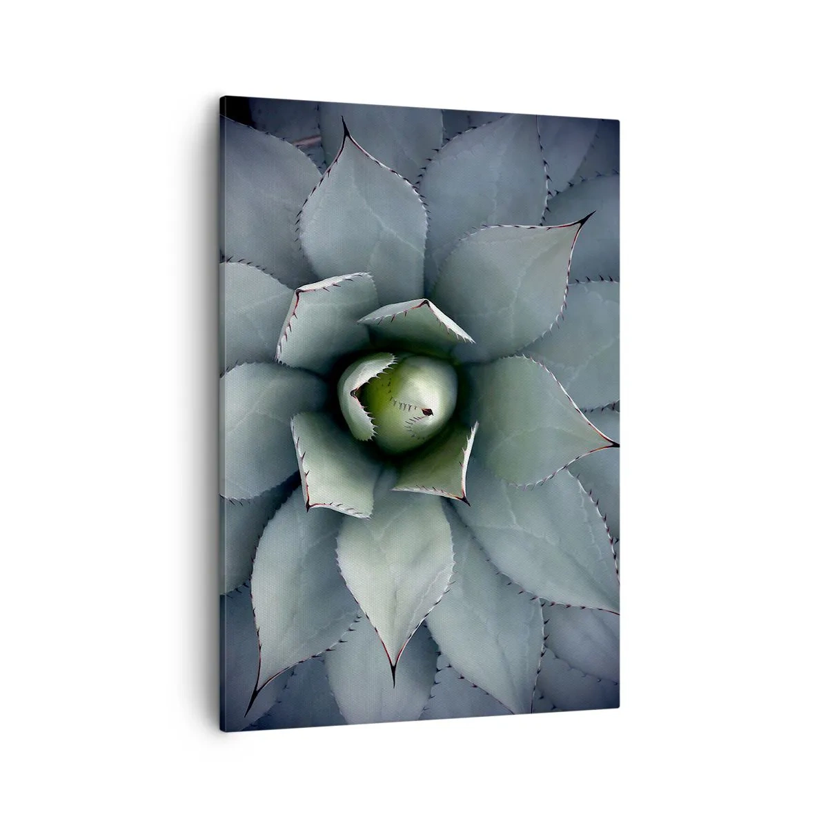 Obraz na płótnie - Zbliżenie na rozetę sukulenta o symetrycznych, mięsistych liściach - 50x70cm - Wabi i przestrzega - Nowoczesna dekoracja ścienna do salonu, kuchni i sypialni ARTTOR