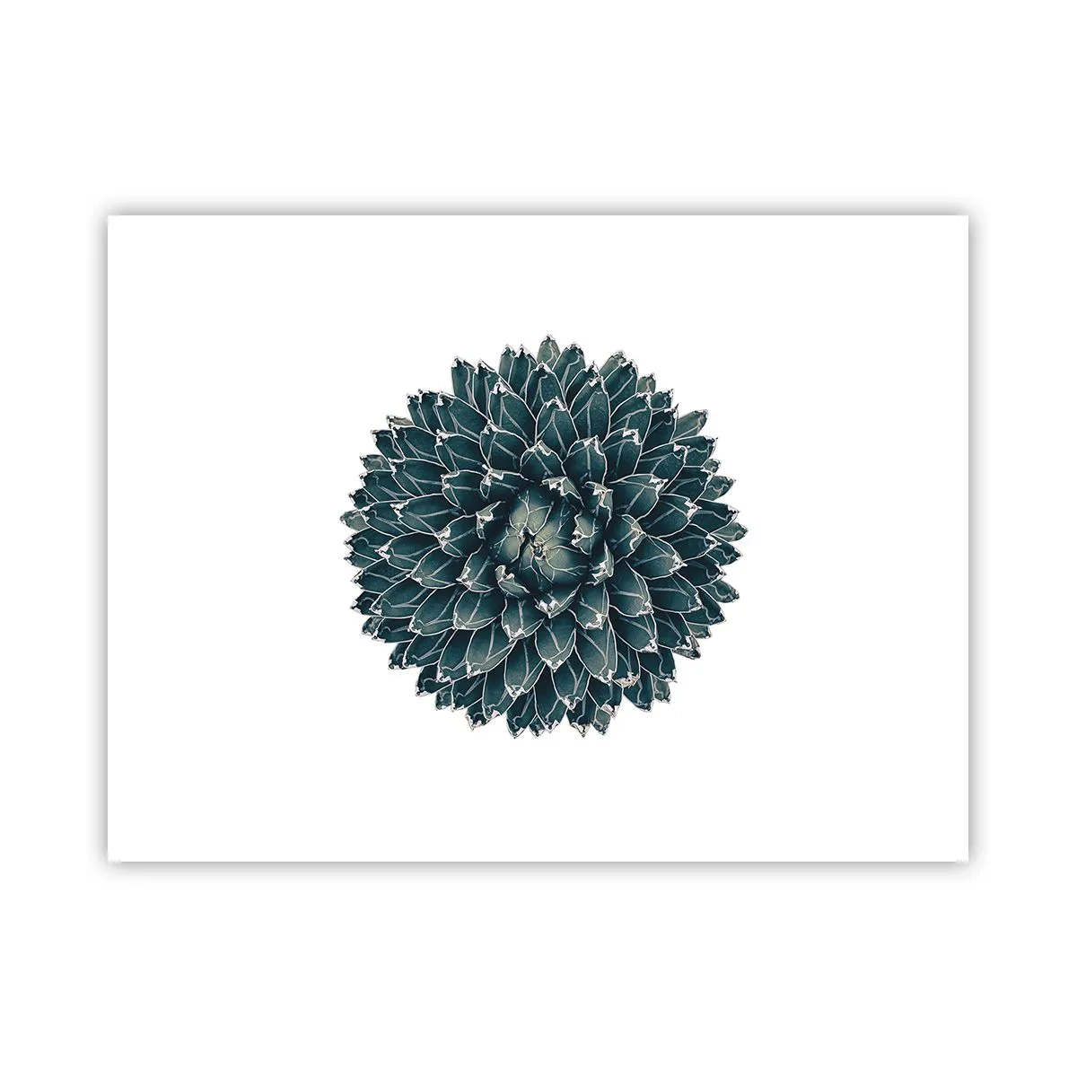 Plakat - Gwiazda pustyni - 40x30 cm