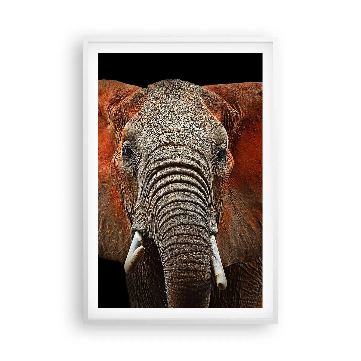 Plakat w białej ramie - Jestem dziki, a ty? - 61x91 cm