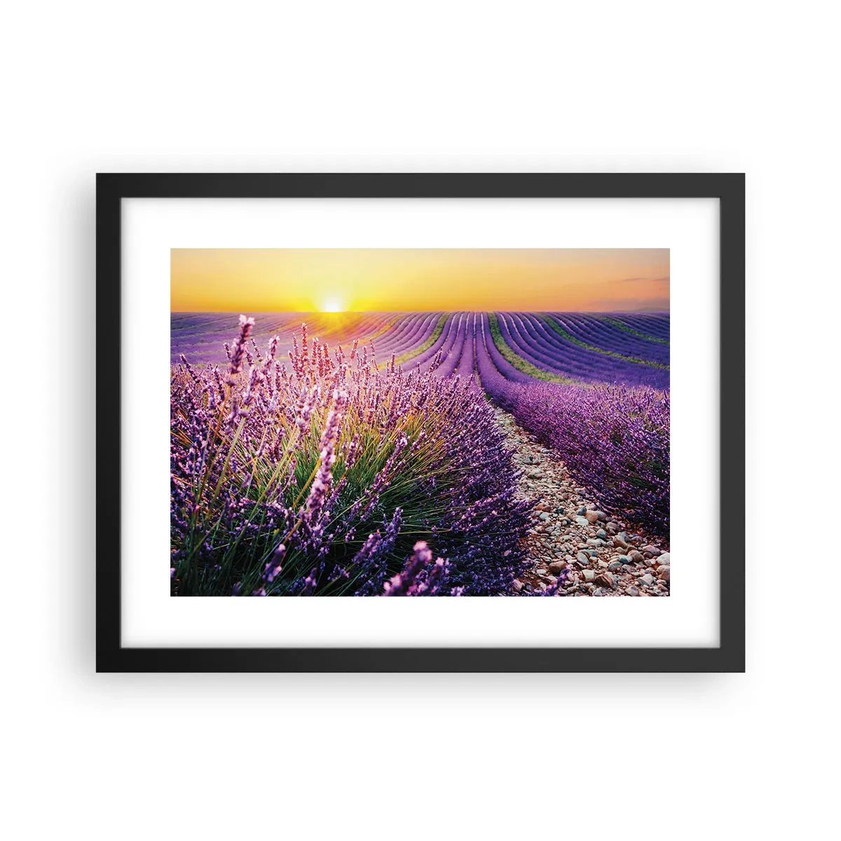 Plakat w czarnej ramie - Pachnący łan - 40x30 cm