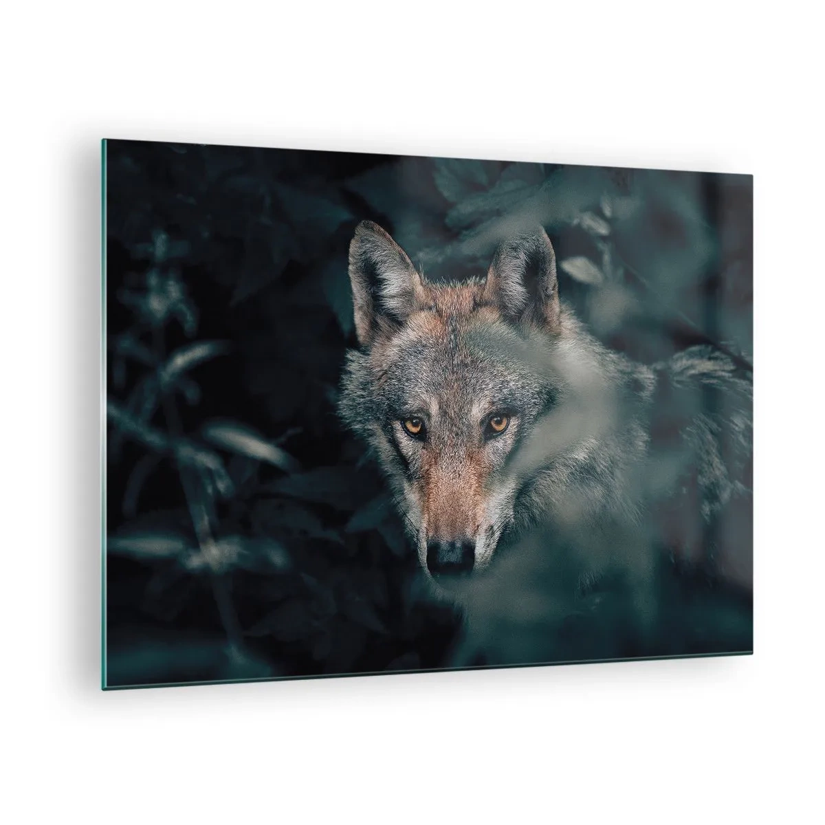 Obraz na szkle - Wilk czujnie spoglądający z ukrycia w gęstwinie leśnej - 70x50cm - Łowca - Nowoczesna dekoracja ścienna do salonu i sypialni ARTTOR