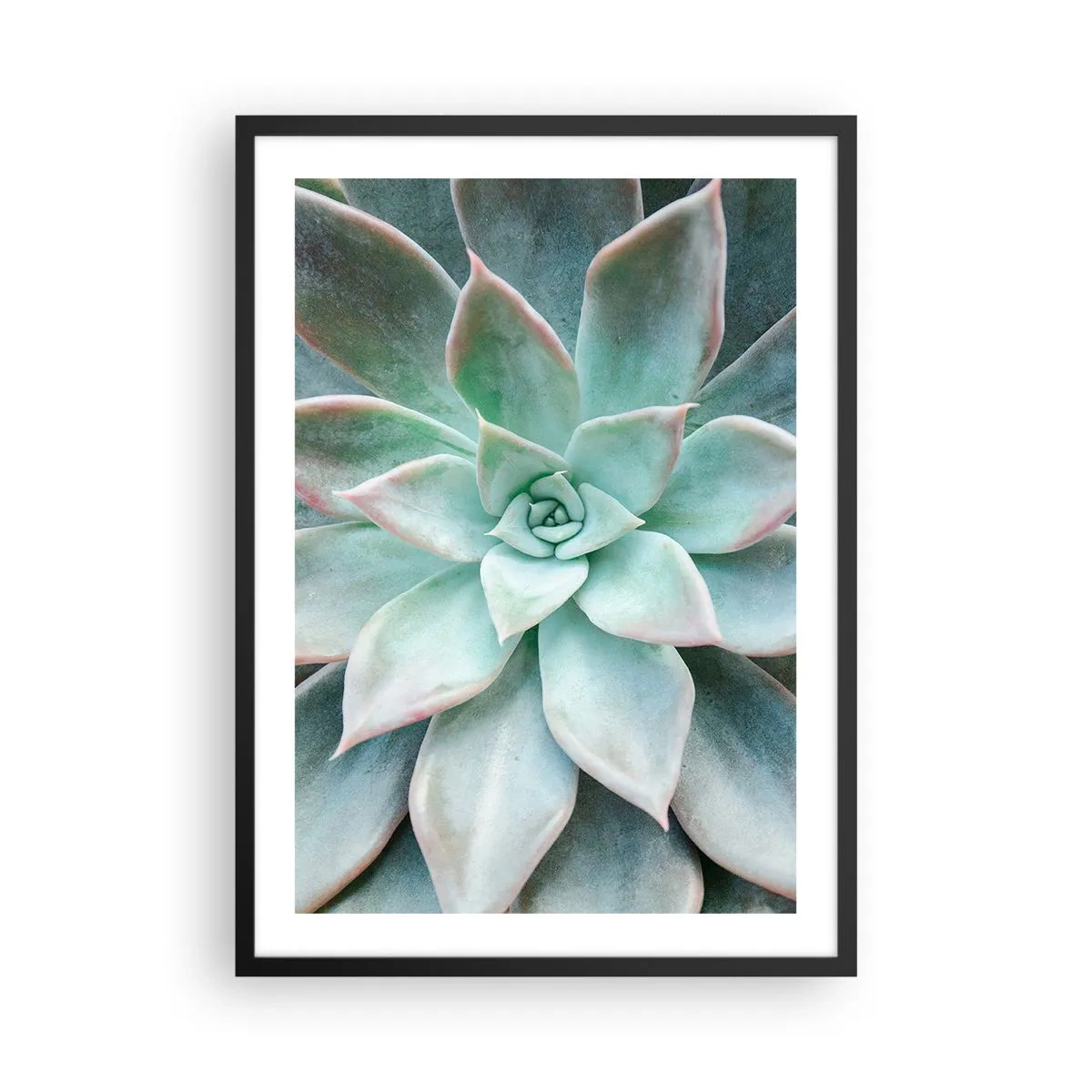 Plakat w czarnej ramie - Zbliżenie na symetryczne liście sukulenta w odcieniach zieleni - 50x70cm - Serce pustyni - Nowoczesna dekoracja ścienna do salonu i sypialni ARTTOR