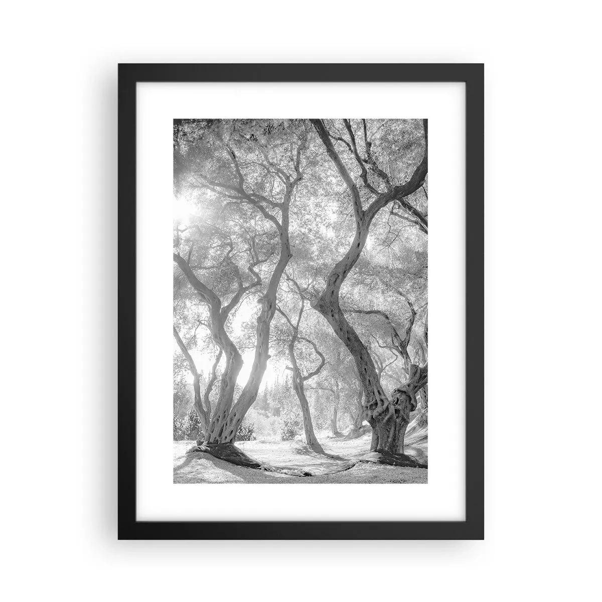 Plakat w czarnej ramie - W oliwnym gaju - 30x40 cm
