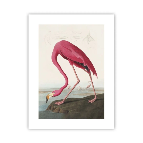 Plakat - Zadziwiające stworzenie - 30x40 cm