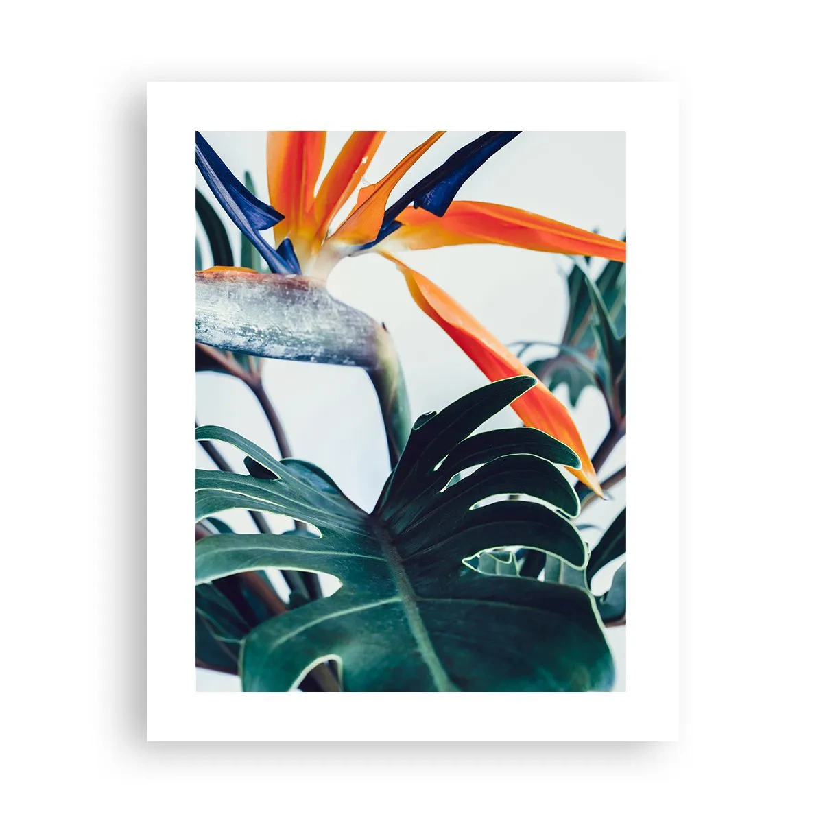 Plakat - Ptakokrzak - 40x50 cm