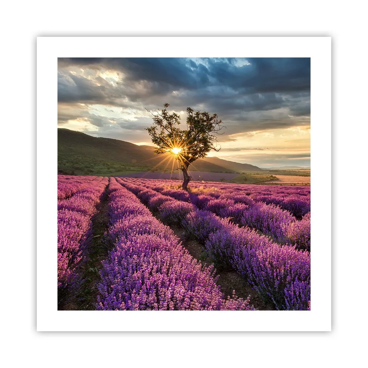 Plakat - Aromat w kolorze lila - 50x50 cm