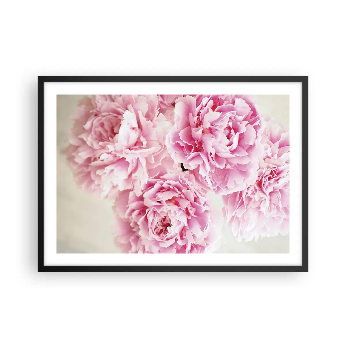 Plakat w czarnej ramie - Bukiet różowych piwonii na jasnym tle - 70x50cm - W różowym przepychu - Nowoczesna dekoracja ścienna do salonu i sypialni ARTTOR