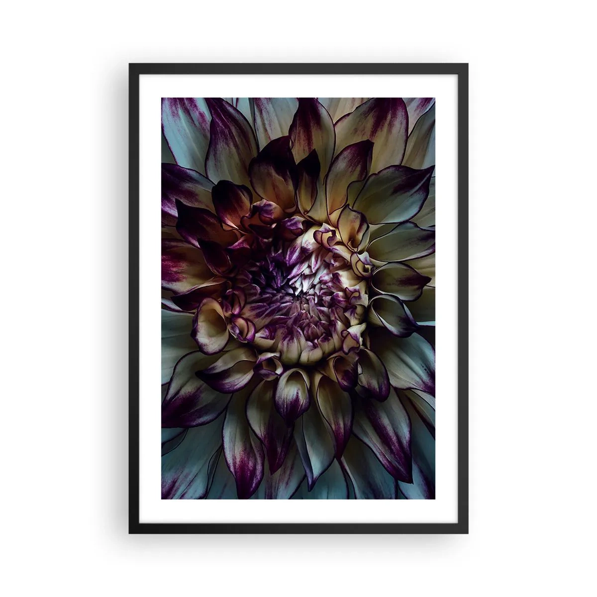 Plakat w czarnej ramie - Makrofotografia ciemnej dalie w odcieniach fioletu i złota - 50x70cm - Rozkwit młodości - Nowoczesna dekoracja ścienna do salonu i sypialni ARTTOR