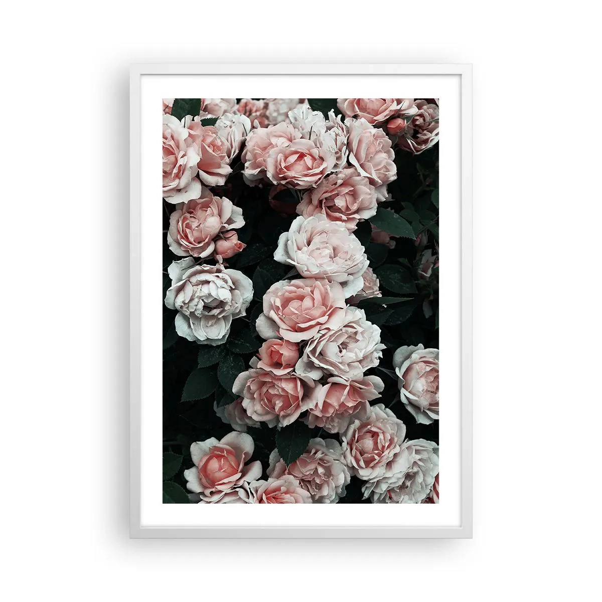 Plakat w białej ramie - Różany ansamble - 50x70 cm