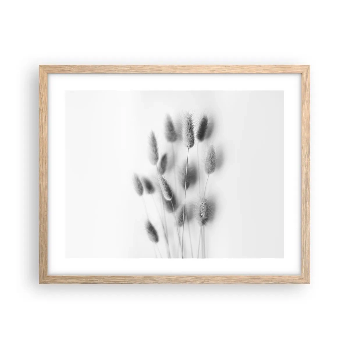 Plakat w ramie jasny dąb - Jej puszystość trawa - 50x40 cm
