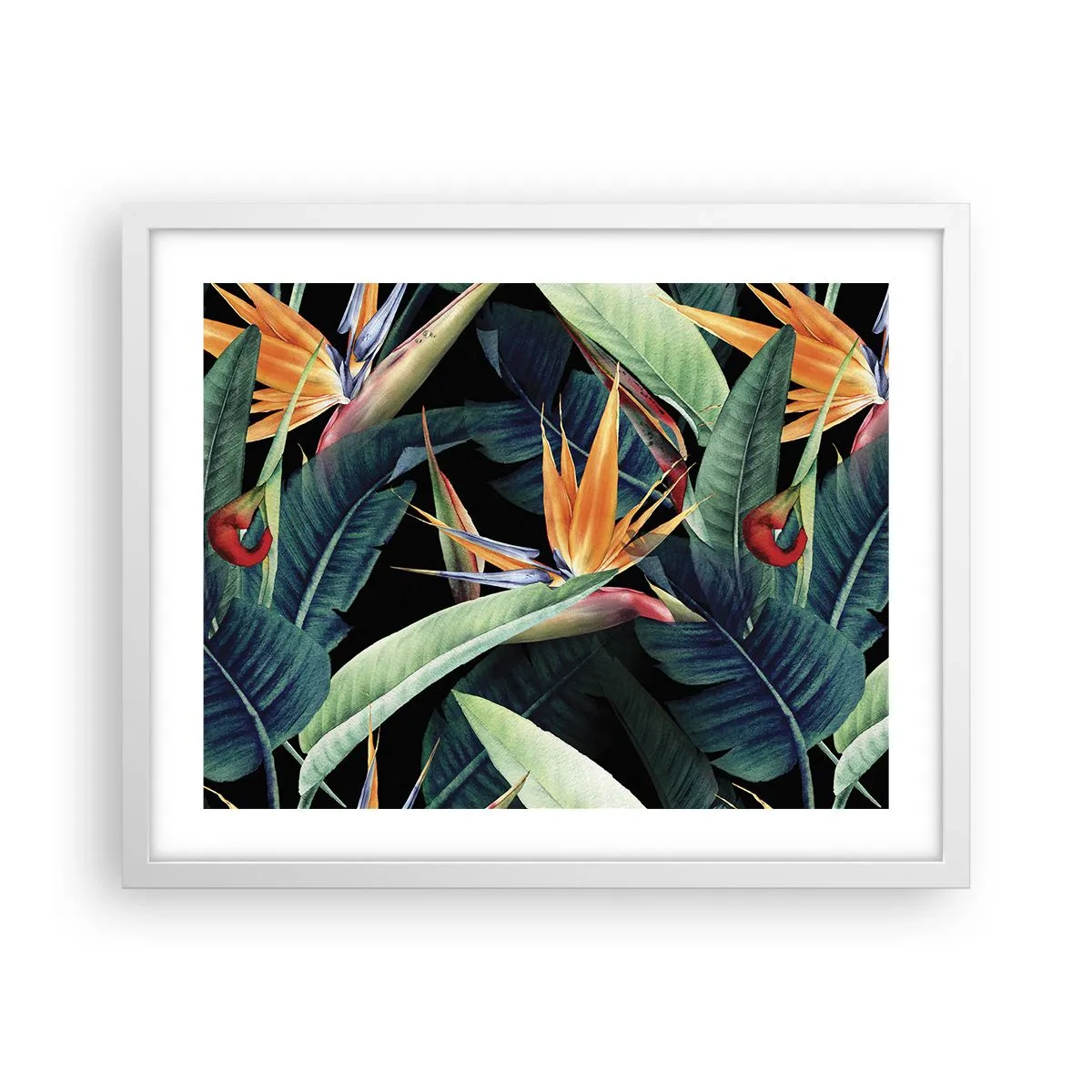 Plakat w białej ramie - Płomienne kwiaty tropików - 50x40 cm
