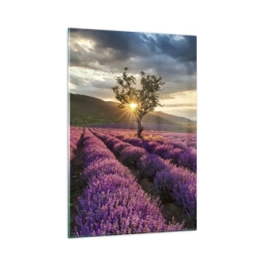 Obraz na szkle - Pole lawendy z samotnym drzewem o zachodzie słońca - 80x120cm - Aromat w kolorze lila - Nowoczesna dekoracja ścienna do salonu i sypialni ARTTOR