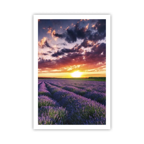 Plakat - Lawendowy świat - 61x91 cm