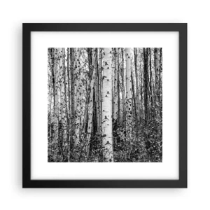 Plakat w czarnej ramie - Brzozowa kolumnada - 30x30 cm