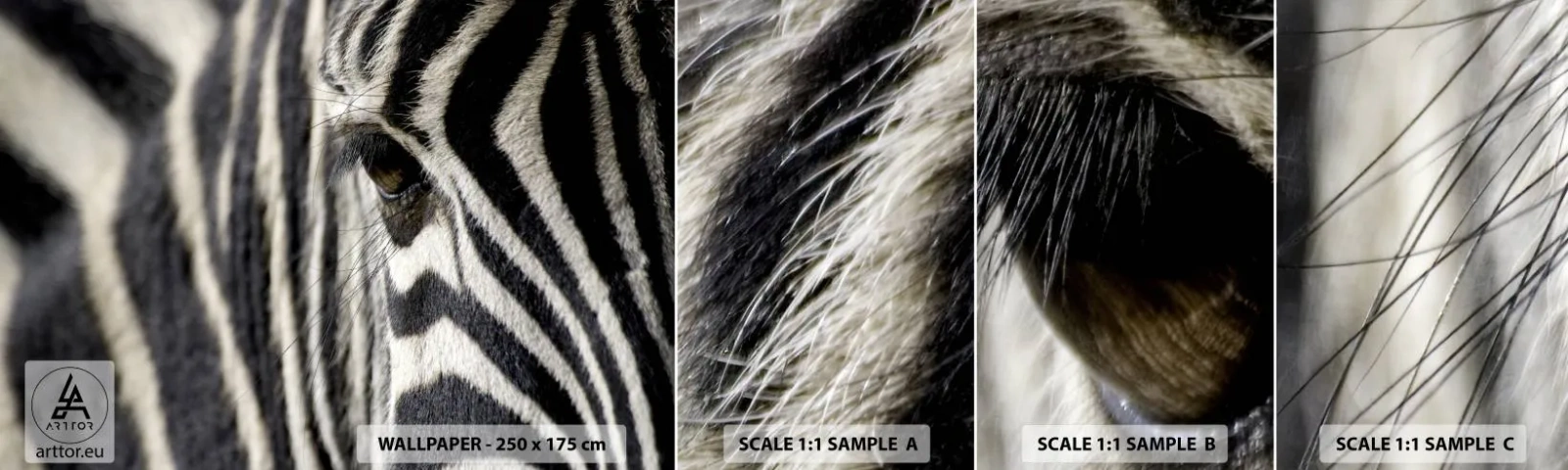 Fototapeta Próbka Standard Eco - Portret w paski - Zwierzęta, Zebra, Afryka - 100x30 cm