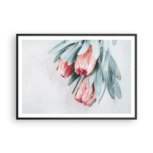 Plakat w czarnej ramie - Subtelne różowe kwiaty protei na jasnym tle - 100x70cm - Zawstydzone własną urodą - Nowoczesna dekoracja ścienna do salonu i sypialni ARTTOR