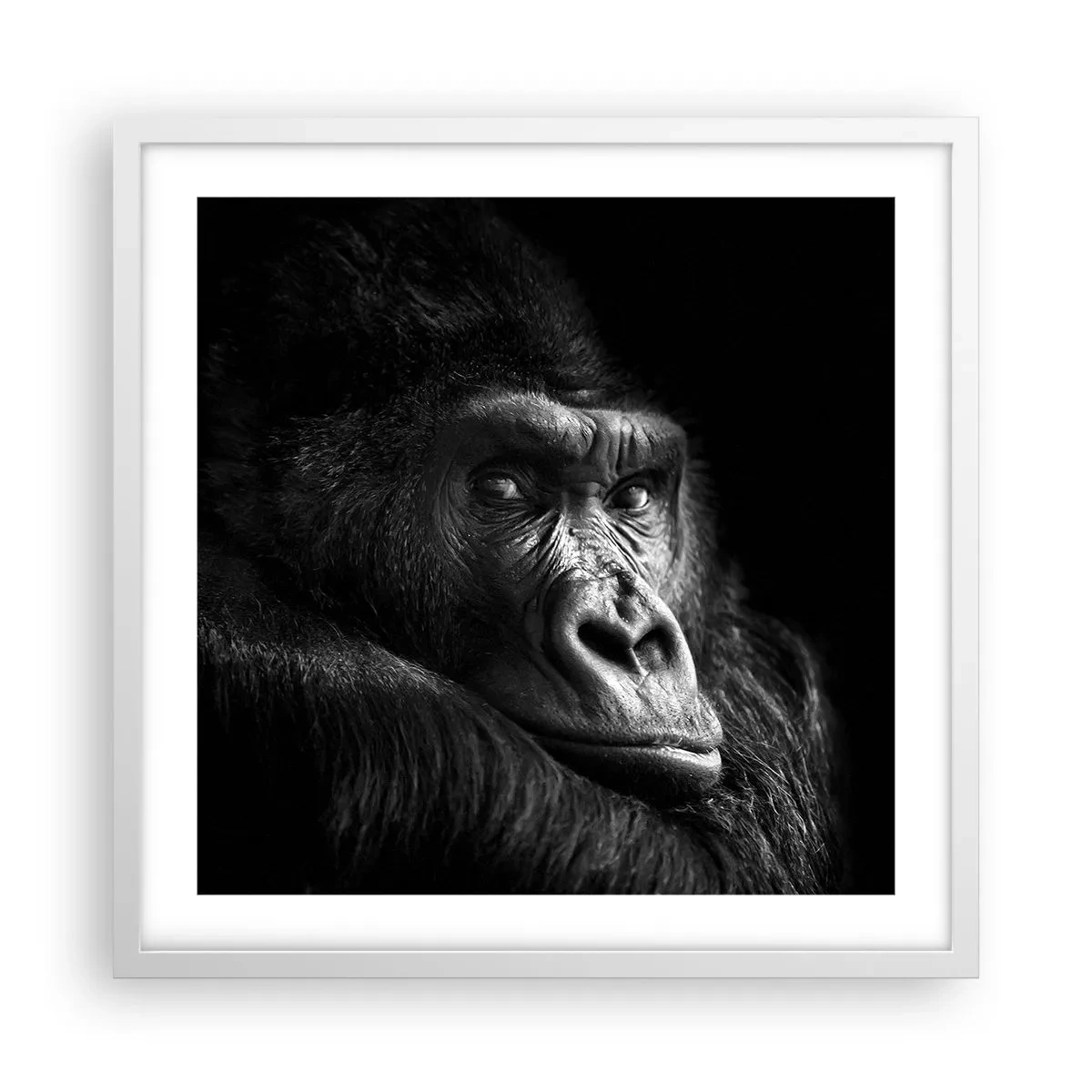 Plakat w białej ramie - I co się patrzysz? - 50x50 cm