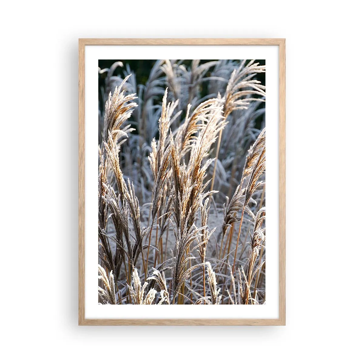 Plakat w ramie jasny dąb - Szronem ustrojone - 50x70 cm