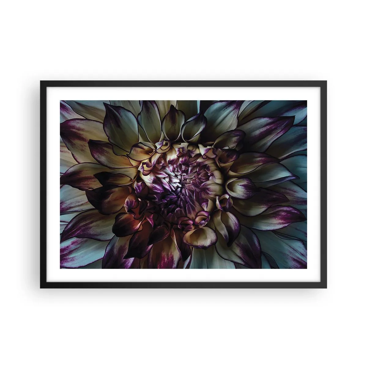 Plakat w czarnej ramie - Zbliżenie na kwiat dalii w ciemnych tonach - 70x50cm - Rozkwit młodości - Nowoczesna dekoracja ścienna do salonu i sypialni ARTTOR