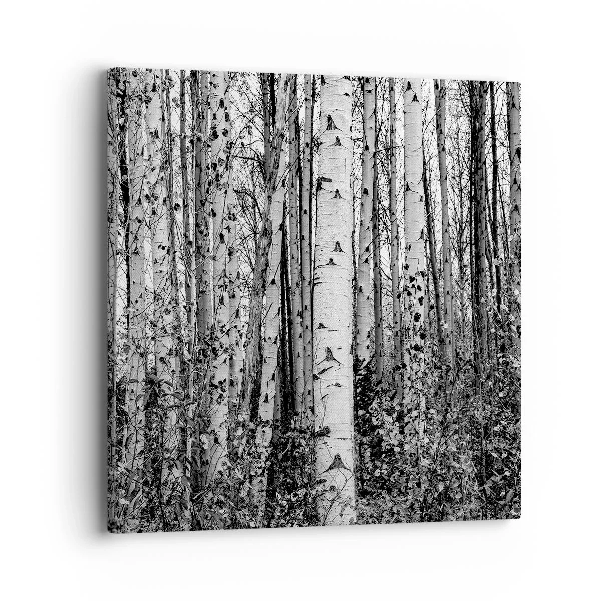 Obraz na płótnie - Brzozowa kolumnada - 40x40 cm