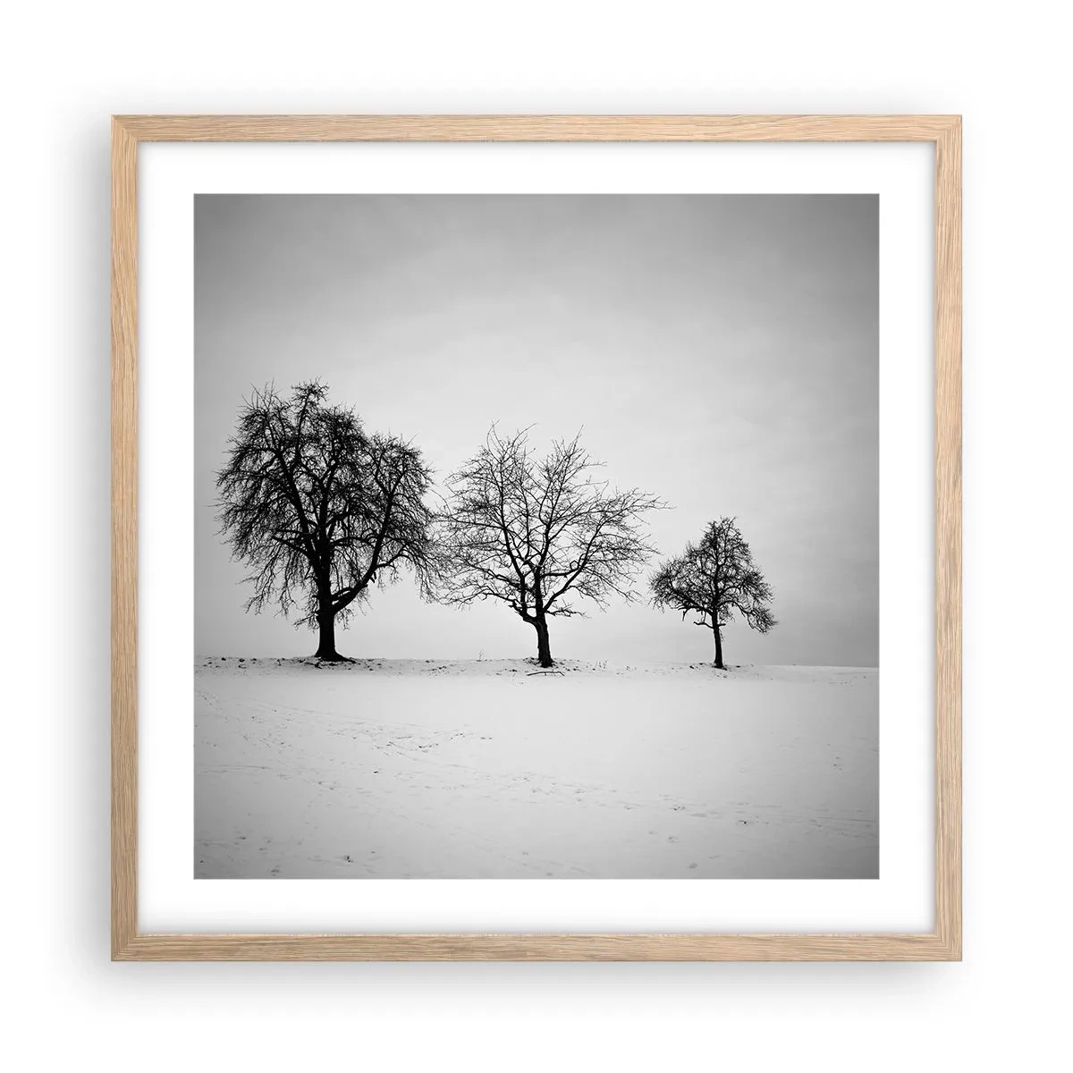 Plakat w ramie jasny dąb - O czym śnią? - 50x50 cm