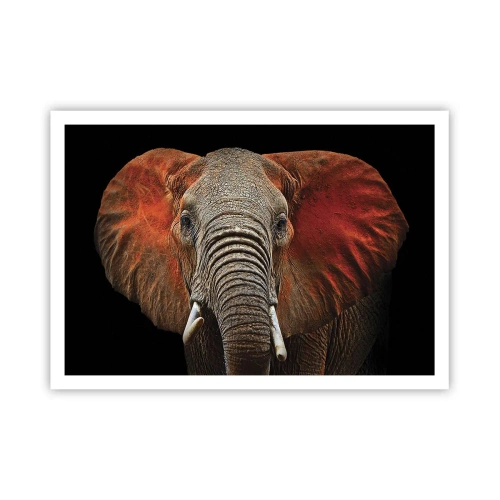 Plakat - Portret słonia na czarnym tle - 100x70cm - Jestem dziki, a ty? - Nowoczesna dekoracja ścienna do salonu i sypialni ARTTOR