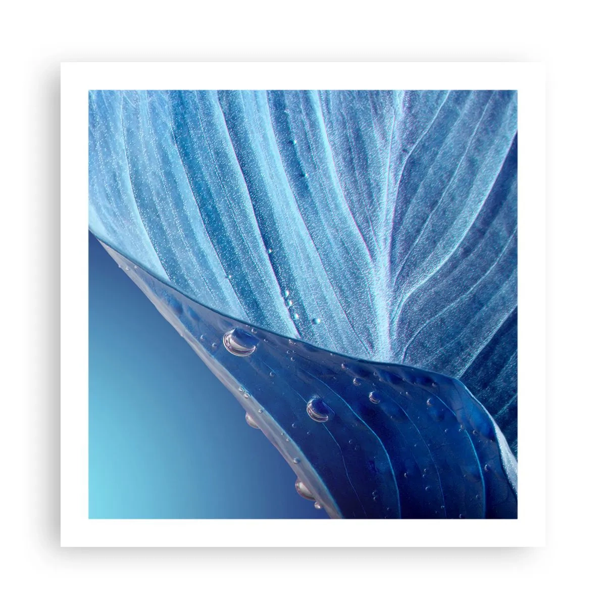 Plakat - Ukryte krople błękitu - 60x60 cm