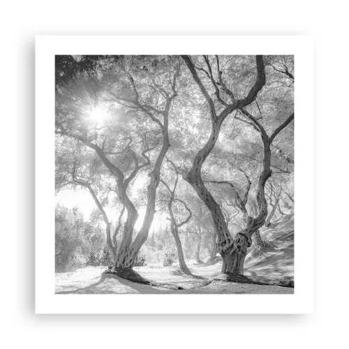 Plakat - W oliwnym gaju - 50x50 cm