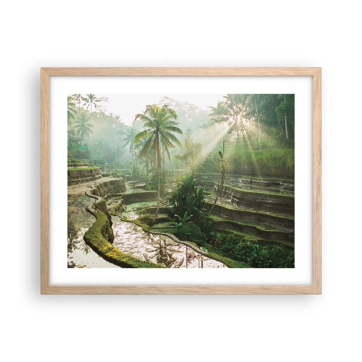 Plakat w ramie jasny dąb - Dorastać w słońcu - 50x40 cm