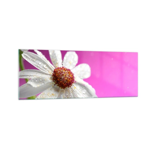 Obraz na szkle - Biała stokrotka pokryta kroplami wody na różowym tle - 140x50cm - Skromny w swojej urodzie - Nowoczesna dekoracja ścienna do salonu i sypialni ARTTOR