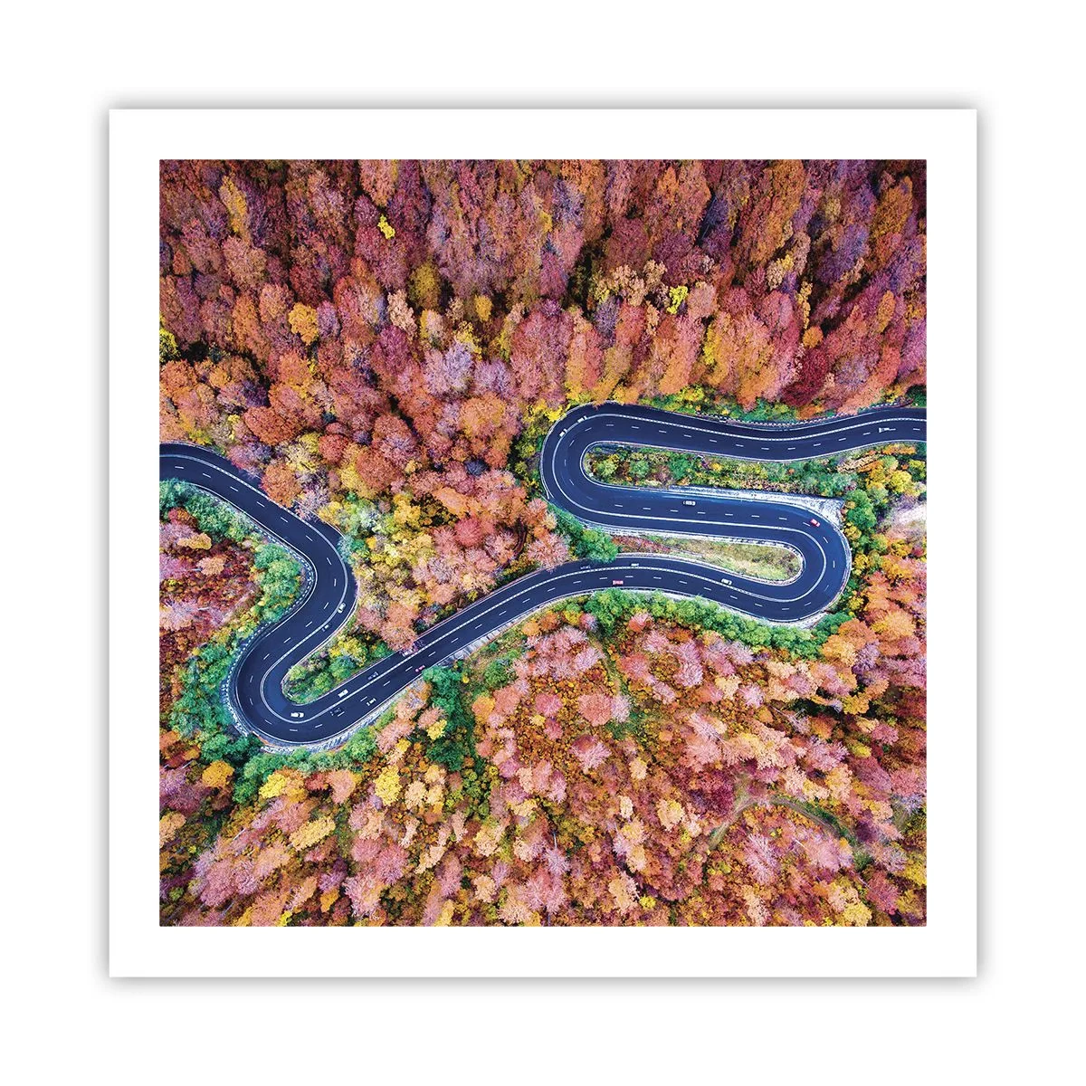 Plakat - Krętą drogą poprzez las - 60x60 cm