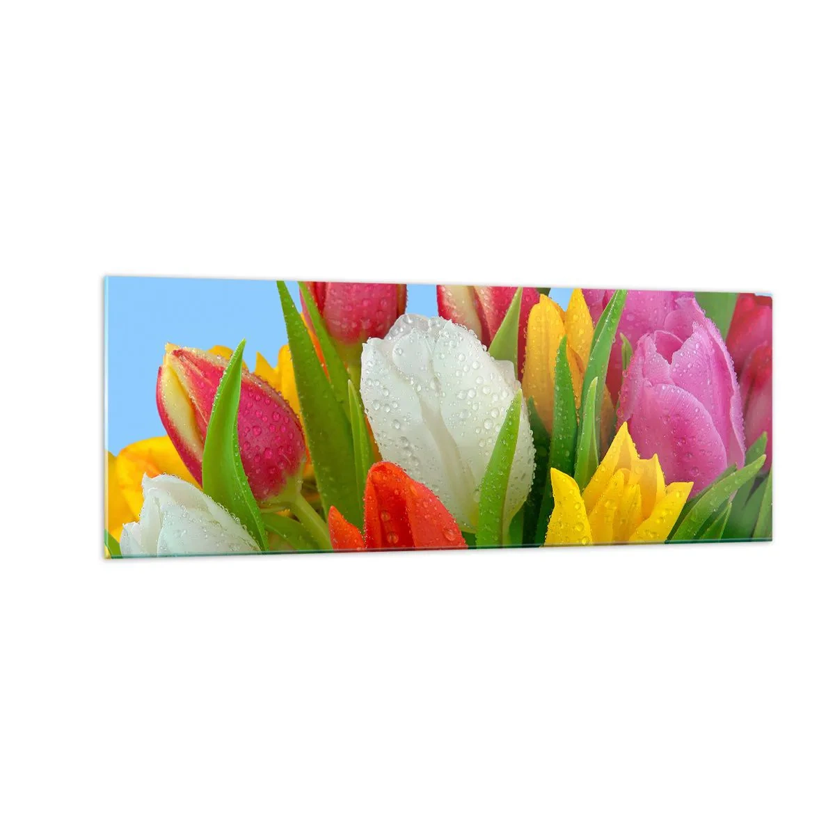 Obraz na szkle - Kolorowe tulipany pokryte kroplami rosy na błękitnym tle - 140x50cm - Kwiatowa tęcza w kroplach rosy - Nowoczesna dekoracja ścienna do salonu i sypialni ARTTOR