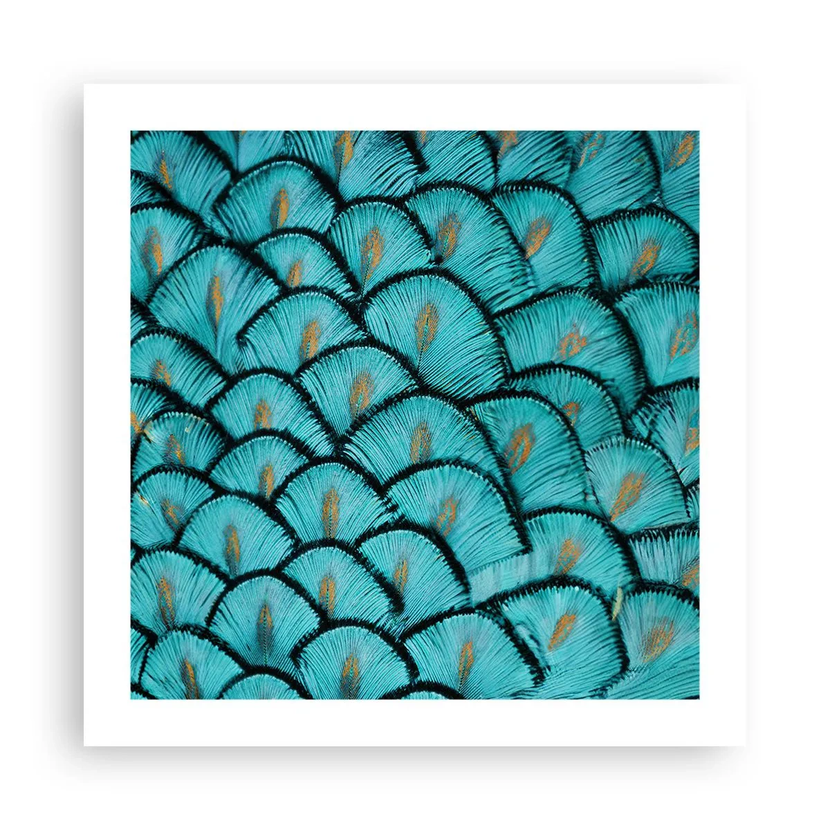 Plakat - Wielka gala piór - 50x50 cm