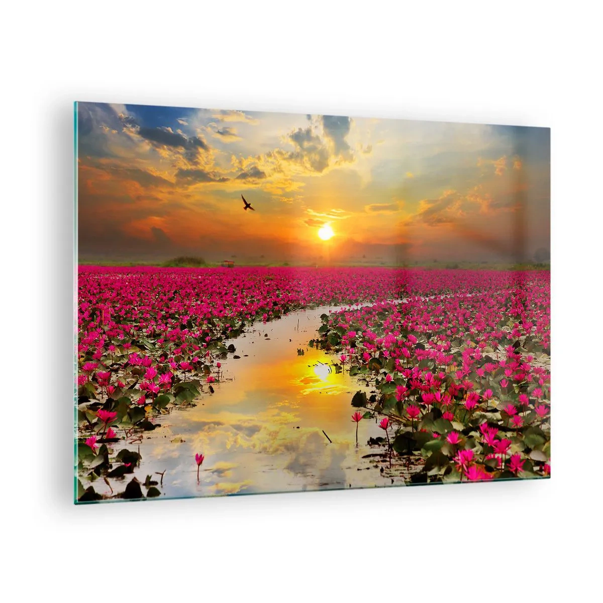 Obraz na szkle - Różowe lilie wodne na jeziorze o zachodzie słońca - 70x50cm - Tajemne życie jeziora - Nowoczesna dekoracja ścienna do salonu i sypialni ARTTOR
